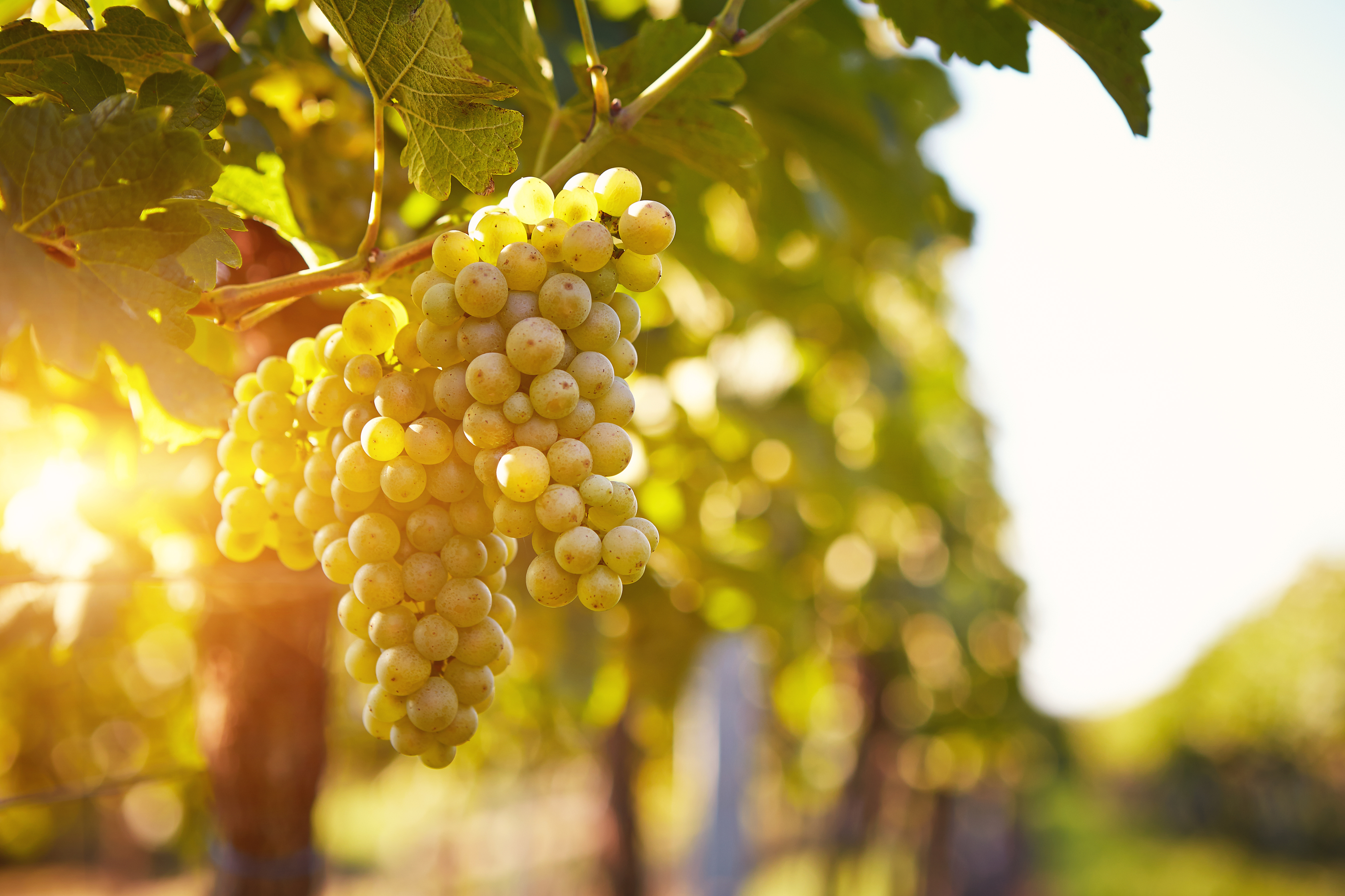 Invertek Drives helps provide a sparkling success for UK vineyard